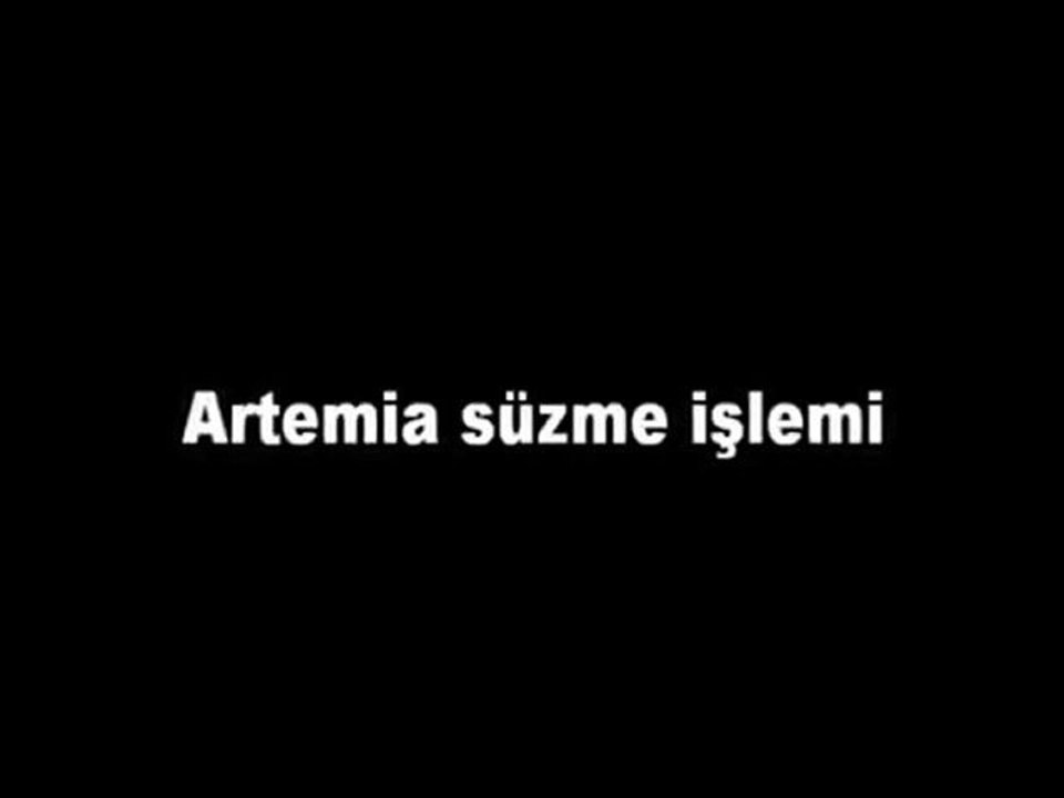 Artemia süzme