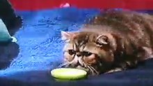 gato Arturo de la novelita Niní