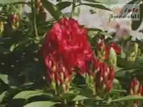 HASAN DURSUN anneciğim