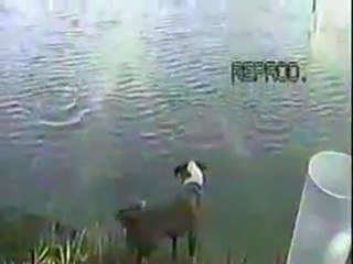 Dog-Goes-Fishing