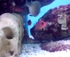 deniz suyundan akvaryum