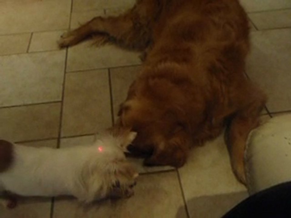 les chiens et le laser