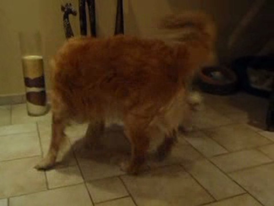 Chihuahua contre golden