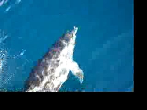 DAUPHINS DU GOLFE D'AJACCIO