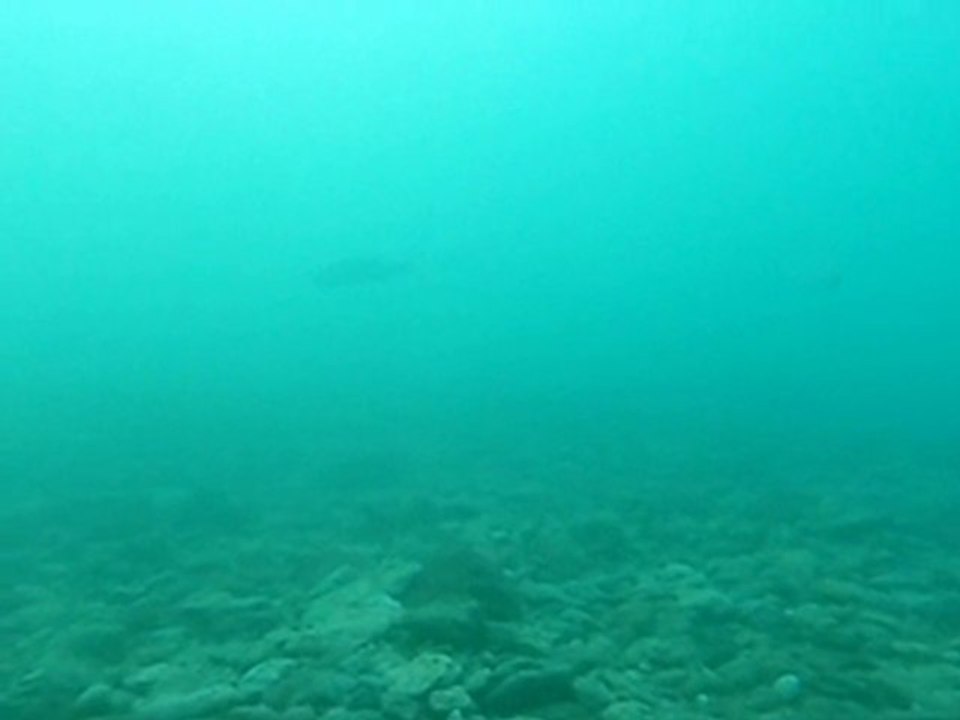 chasse sous marine male et femelle ( belle compagne )