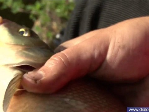 Канал-Москва ловля штекером леща в черте города (2008)