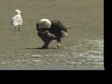 Bald Eagle Eating Plus Juvenile