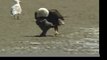 Bald Eagle Eating Plus Juvenile