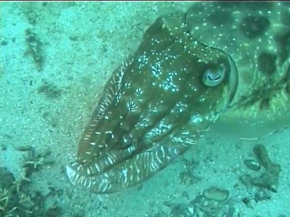 grosse seiche aux Philippines