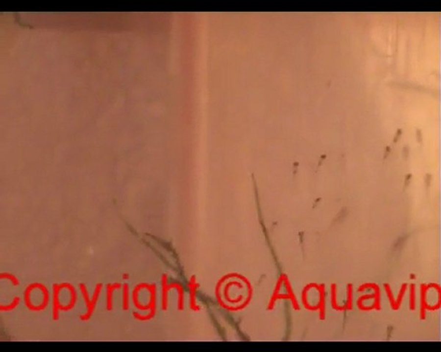 nage alevins danio rerio