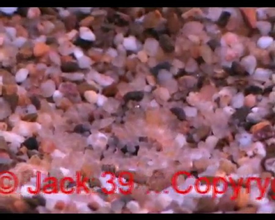 oeufs ramirezi dans gravier