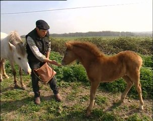 Renaud Vinuesa, éleveur de chevaux Camargue