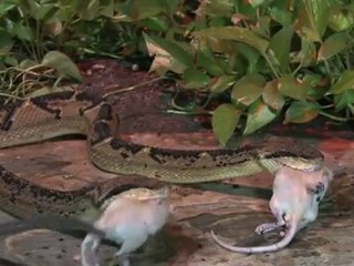 Cape Fear Serpentarium Downtown Wilmington NC