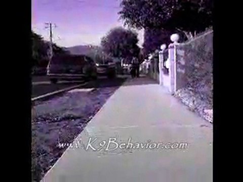 Dog Training in Ventura CA 818-216-8960