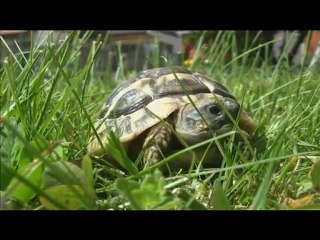 Tortuguita Caminando Por Alli