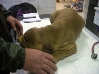 NOS BEBES FILA CHEZ LE VETO...OUILLE!!      N°2