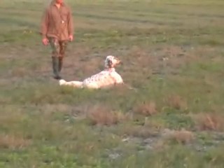 SETTER INGLESE   BIG JIM YAVRUSU