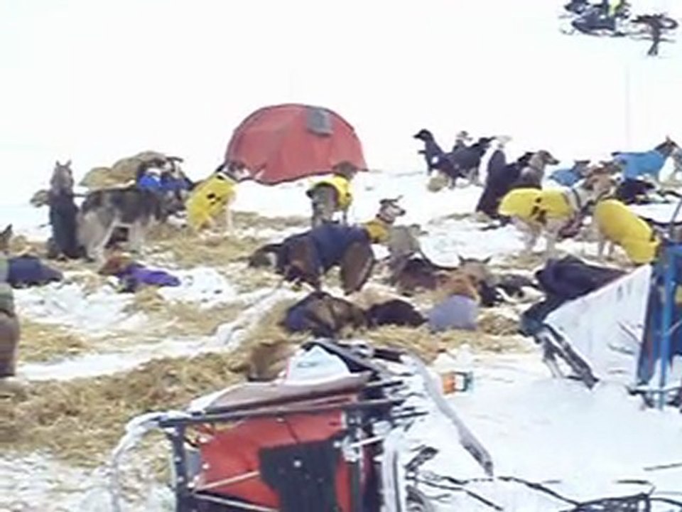 CONCERT DE LOUPS A LA GRANDE ODYSSEE 2010