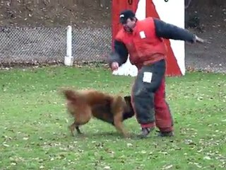 Cheyenne Du Musher (garde au ferme)