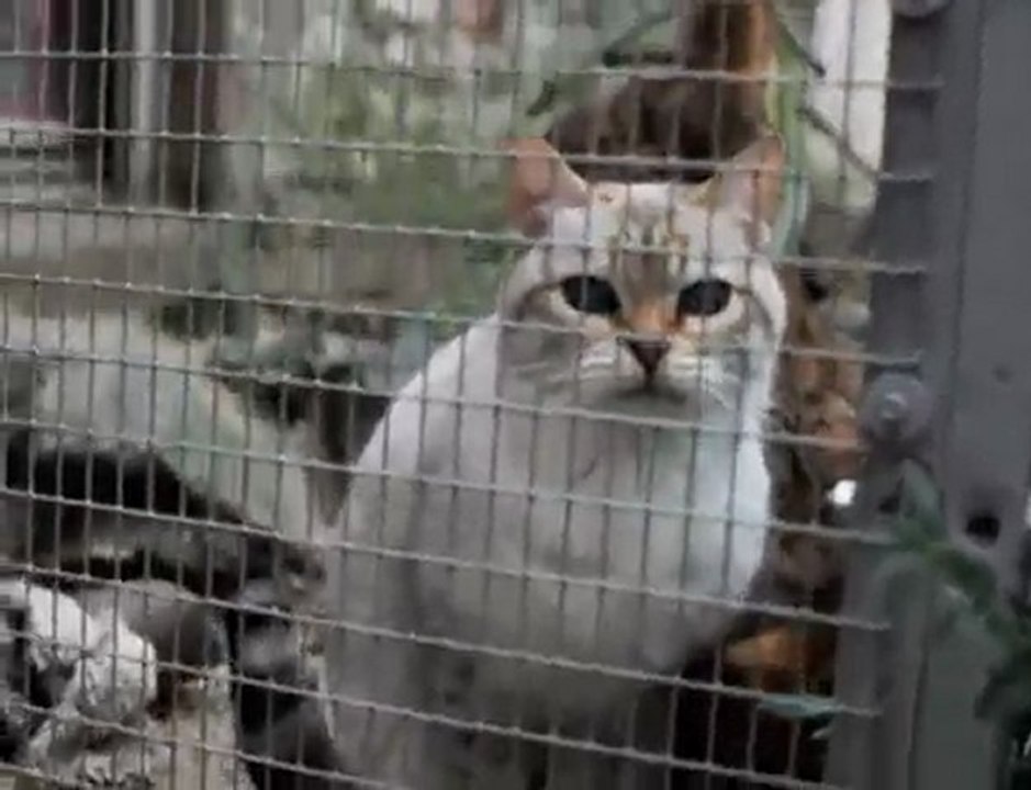 Elevage de chats de race Bengal à Feignies
