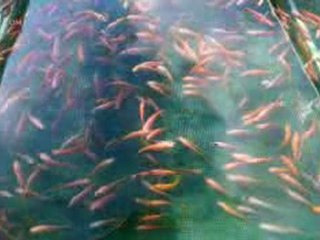 Rescuing Haitians from Poverty - CBN.com