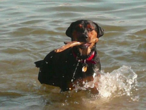 Carson du refuge des Amis des Bêtes Aix les bains.