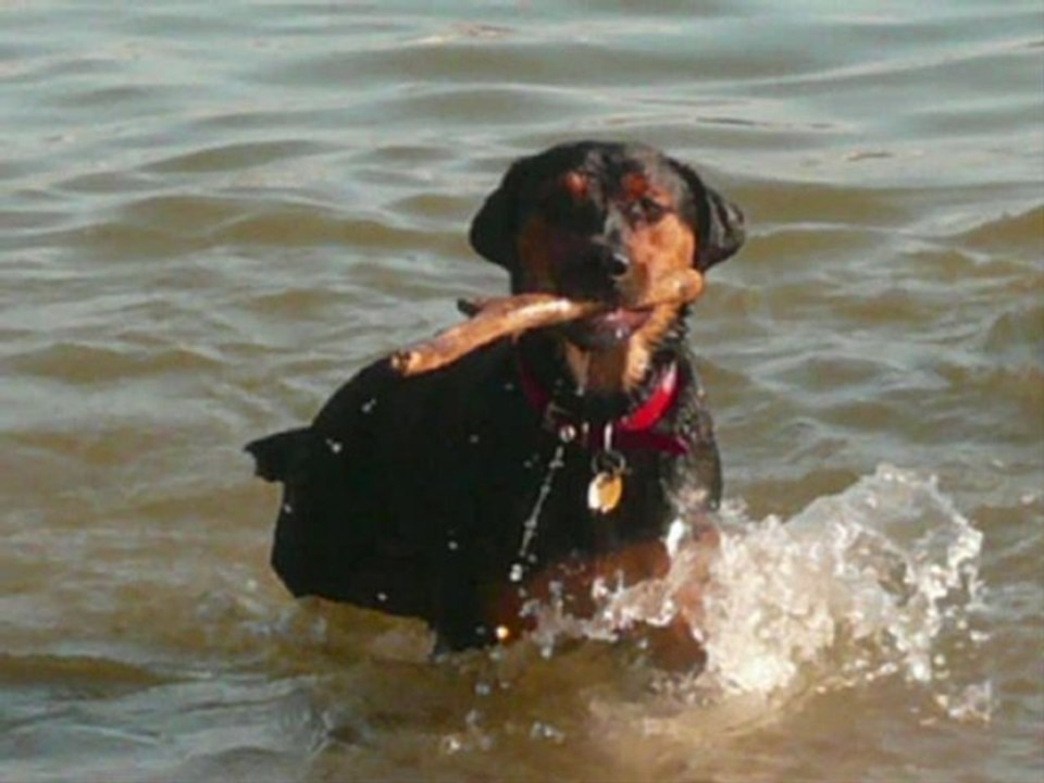 Carson du refuge des Amis des Bêtes Aix les bains.