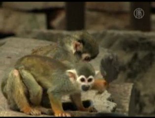 Monkeys Rehabilitated After Experiments and Abuse