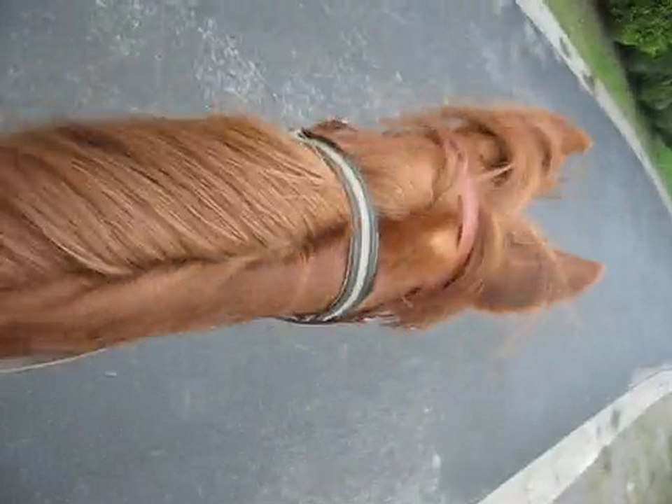 Fleuron le 20 janvier 2010 Au pas.