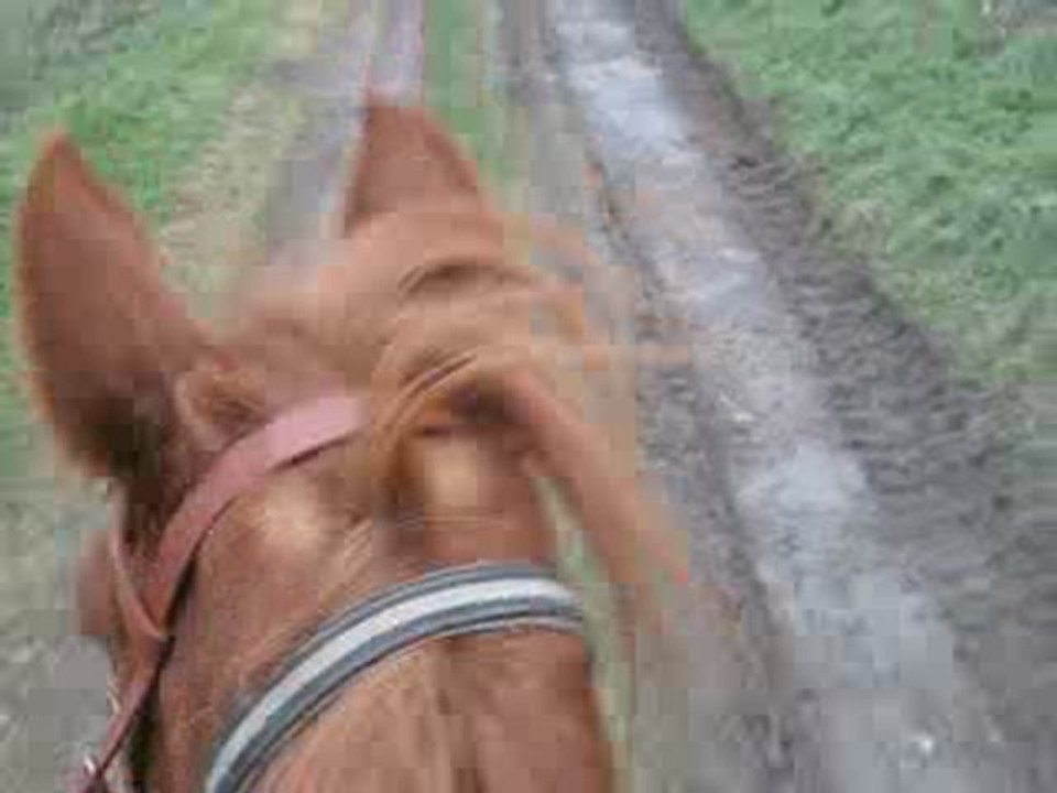 Fleuron le 20 janvier 2010 Au galop.