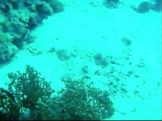 plongee a el quseir octobre 2009