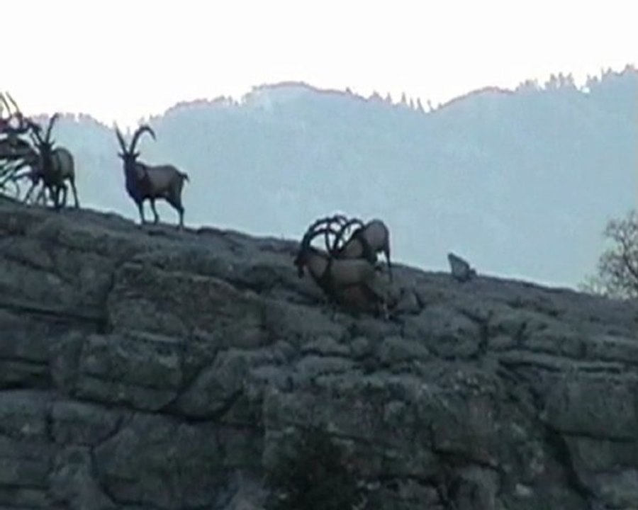 hunting in wiho goes never comes in mountains berkut