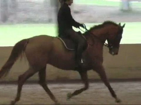 Quid de la Collerie 20 janvier 2010 dressage