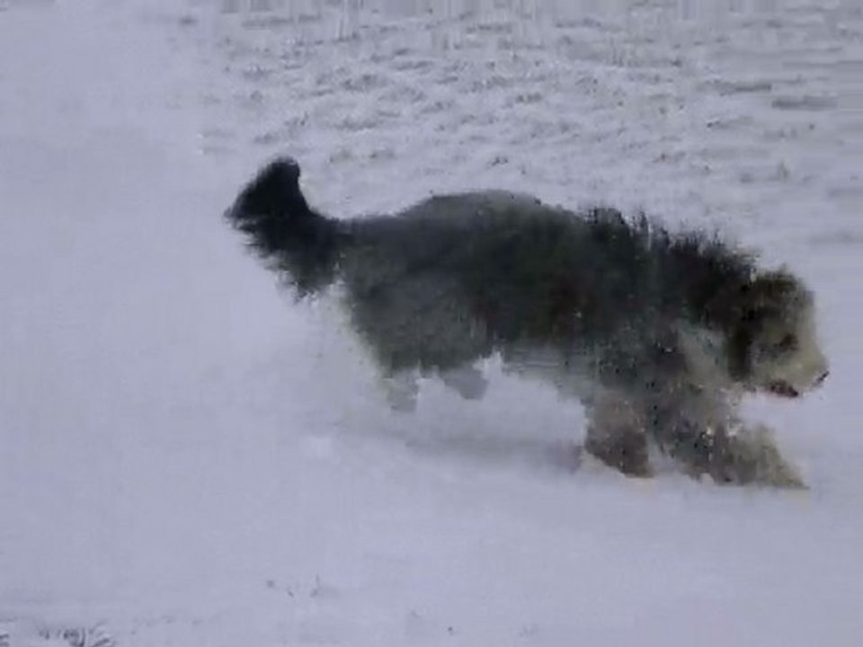 donkey neige janvier 2010