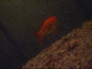 Emilie Autumn - Upstairs Downsatirs