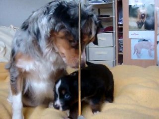 les chiots et les gros