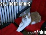 FUNNIEST KITTIES Very Funny Cats 54