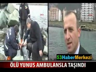 RİZE SAHİLİNDE ÖLÜ YUNUS BALIĞI BULUNDU