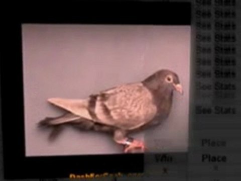 Pigeon Pals Racing Club Daily Results 178