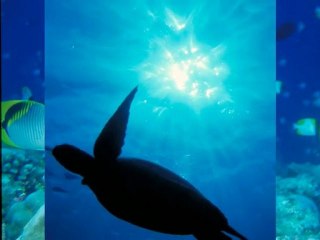 薬奏　安眠　～サブリミナル効果～　3.月あかり