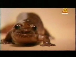Reptiles: Evolucion de la velocidad