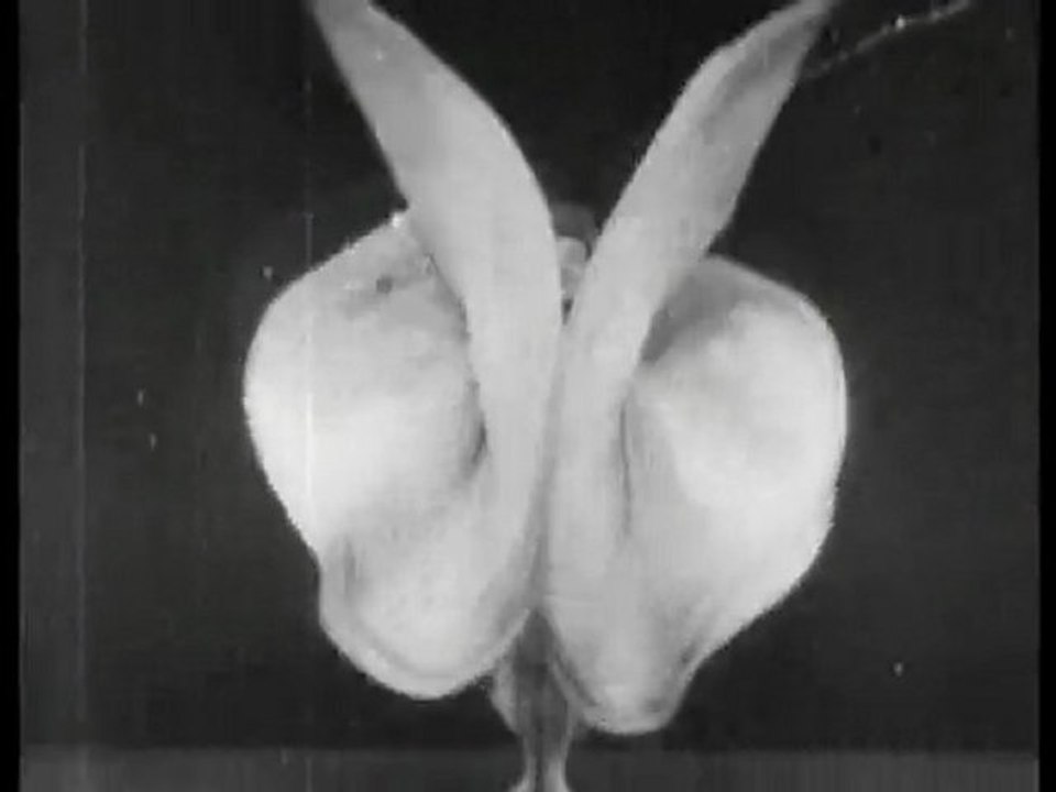 Serpentine Dance by Mme. Bob Walter (1897)
