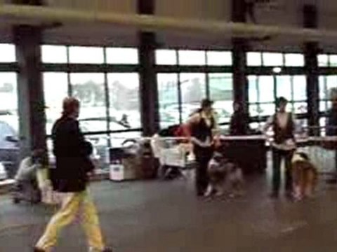 expos canine Bordeaux 17-01-2010