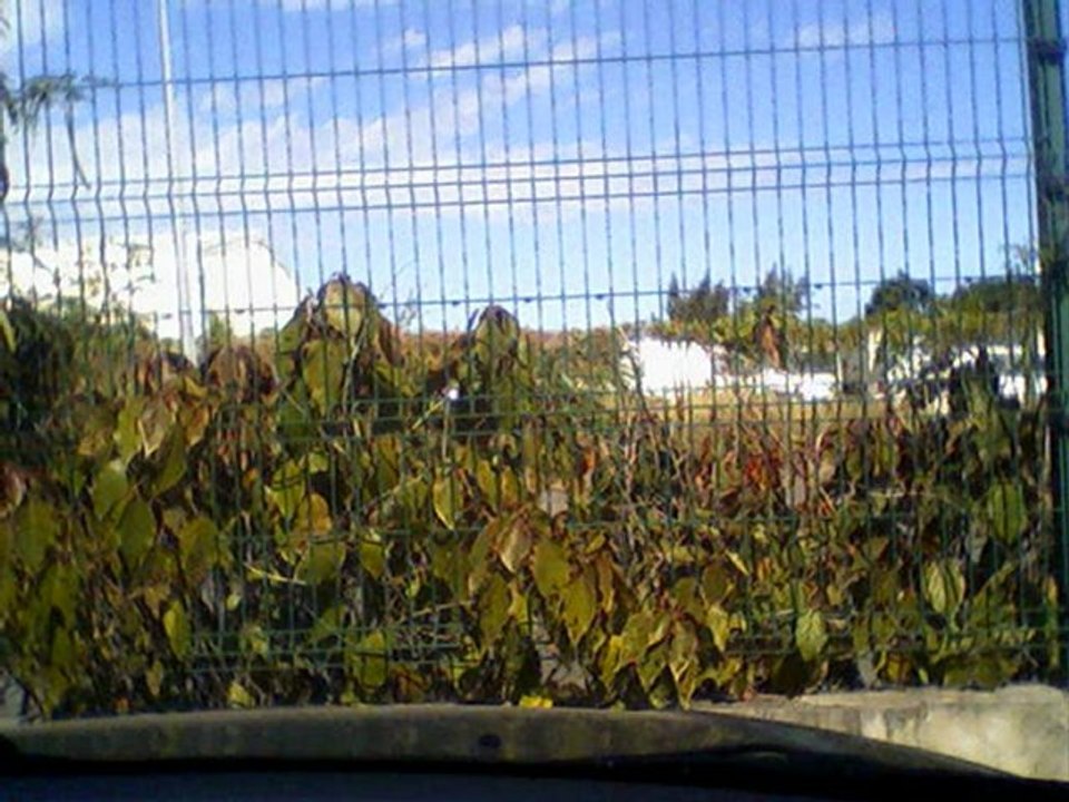 Racine des îles - moin lé la même