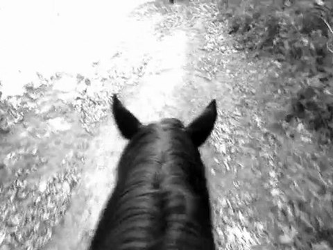 Jument mérens Laurée