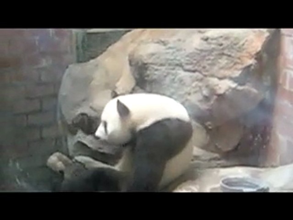sneezing panda goes gangsta