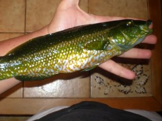 LE PECHEUR DES CALANQUES