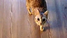 Donna, the aporting 1/2 Savannah cat