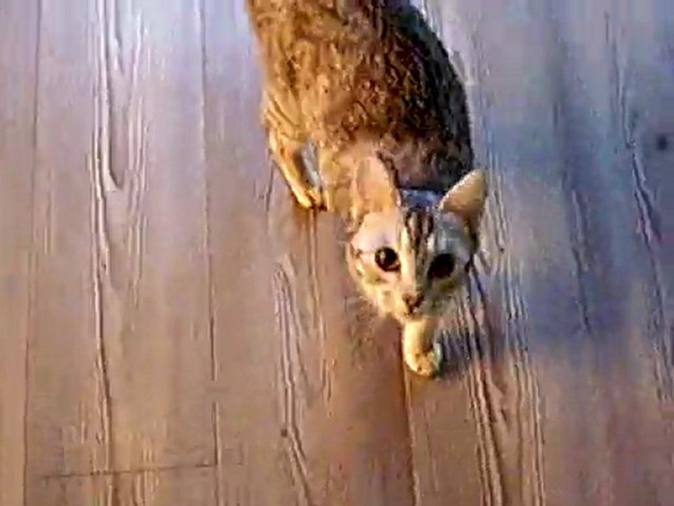 Donna, the aporting 1/2 Savannah cat