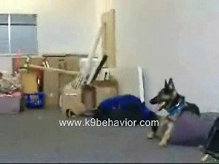German Shepherd Training Los Angeles 818-216-8960